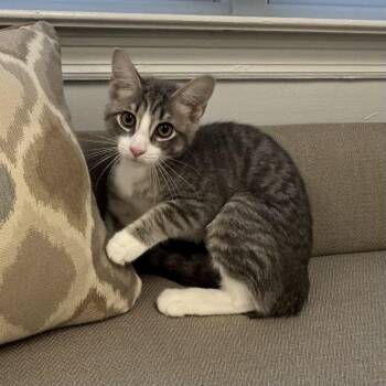 Tina -  Tiger Cat for Adoption in East Northport, New York - Tina | PetCurious