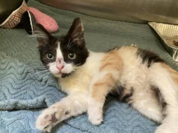 DANDY LION -  Domestic Short Hair Cat for Adoption in Tustin, California - DANDY LION | PetCurious
