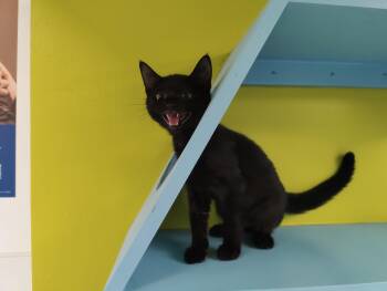 Mystery -  Domestic Short Hair Cat for Adoption in Jersey City, New Jersey - Mystery | PetCurious
