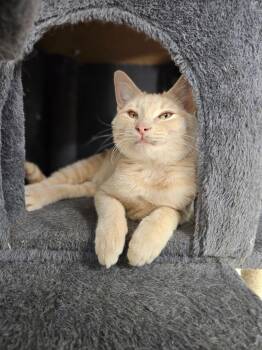 Domestic Short Hair Cats Available for Adoption - Hurricane | PetCurious