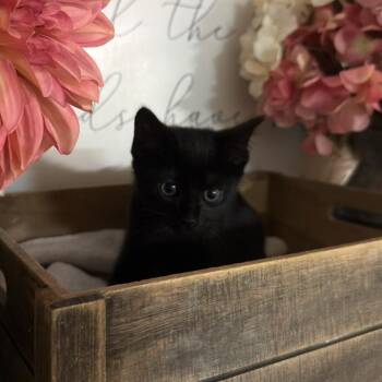 American Shorthair Cats Available for Adoption - Aurora | PetCurious