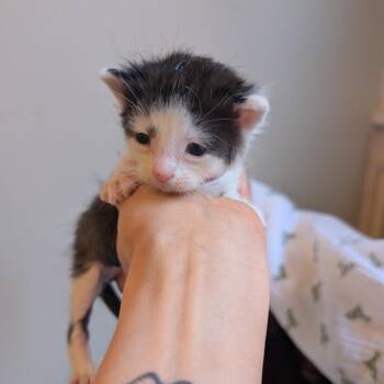 Beaver & Fox we are a Bonded Pair! -  Domestic Short Hair Cat Available for Adoption in Chicago, Illinois - Beaver & Fox We Are A Bonded Pair! | PetCurious