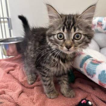 Skee-Ball -  Domestic Long Hair Cat for Adoption in Richmond, Virginia - Skee-Ball | PetCurious