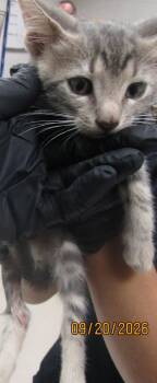 (624) -  Domestic Short Hair Cat for Adoption in Marietta, Georgia - (624) | PetCurious