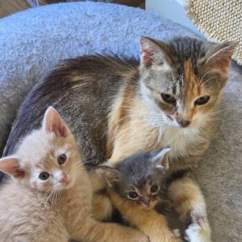 Sandwich - Foster -  Domestic Short Hair Cat for Adoption in Walker, Michigan - Sandwich - Foster | PetCurious