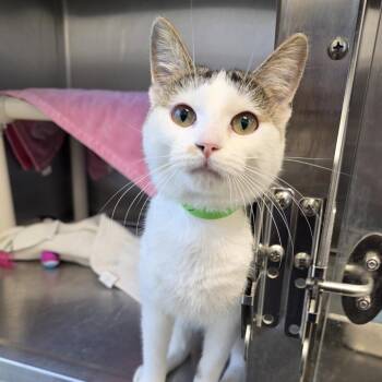 Domestic Short Hair Cats Available for Adoption in Fort Wayne, Indiana - Dutchess | PetCurious