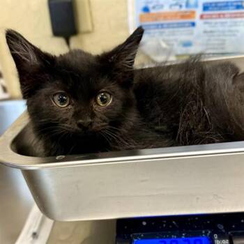 Domestic Long Hair Cats Available for Adoption in Fort Myers, Florida - GRIM | PetCurious