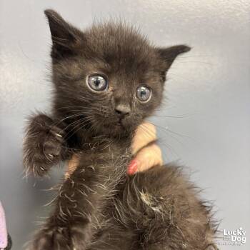 Domestic Short Hair Cats Available for Adoption in Washington, District Of Columbia - Milky Way | PetCurious