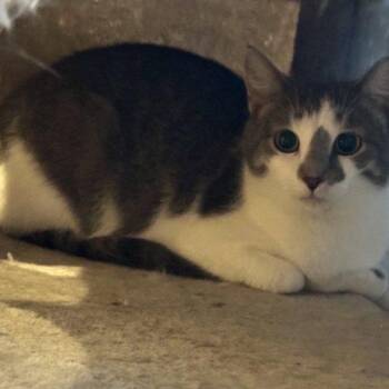 Cindy Clawfured -  Domestic Short Hair Cat for Adoption in Tipp City, Ohio - Cindy Clawfured | PetCurious