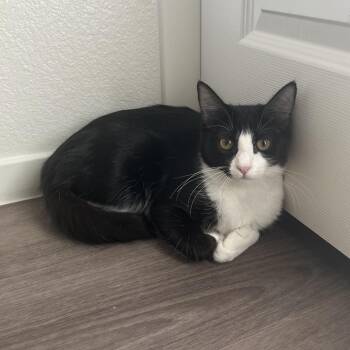 Sparky Lace -  Domestic Short Hair Cat for Adoption in Las Vegas, Nevada - Sparky Lace | PetCurious