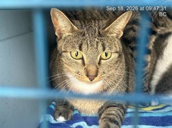 MARIO -  Domestic Short Hair Cat for Adoption in Ocala, Florida - MARIO | PetCurious
