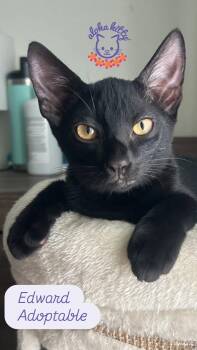 Edward -  Domestic Short Hair Cat for Adoption in Honolulu, Hawaii - Edward | PetCurious