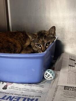 Domestic Short Hair Cats Available for Adoption in Daytona Beach, Florida - Ashes | PetCurious