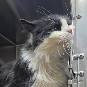 Domestic Medium Hair Cats Available for Adoption in Detroit Lakes, Minnesota - Toby | PetCurious