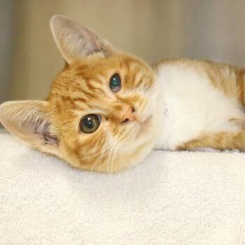 Pumpkin Spice Latte -  Domestic Short Hair Cat for Adoption in Pasadena, California - Pumpkin Spice Latte | PetCurious