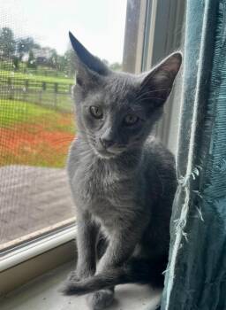 Salt -  Domestic Short Hair and Russian Blue Cat for Adoption in Cumming, Georgia - Salt | PetCurious
