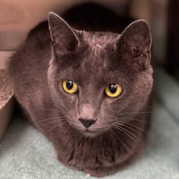 Smokey -  Domestic Short Hair Cat for Adoption in St. Augustine, Florida - Smokey | PetCurious