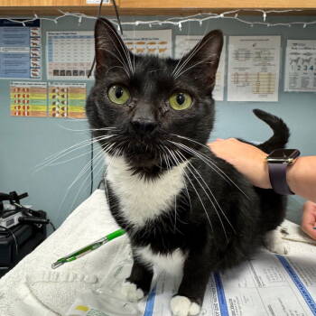 Rescue Domestic Short Hair Cats for Adoption in New Castle, Delaware - Rasta | PetCurious