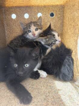 SAUSAGE -  Domestic Short Hair Cat for Adoption in West Valley City, Utah - SAUSAGE | PetCurious