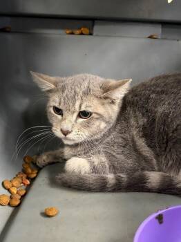 Zap -  Domestic Short Hair Cat for Adoption in Rensselaer, Indiana - Zap | PetCurious