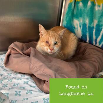 Domestic Short Hair Cats Available for Adoption - Monocle | PetCurious