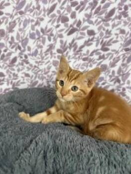 Simba* -  American Shorthair Cat for Adoption in Ellijay, Georgia - Simba* | PetCurious