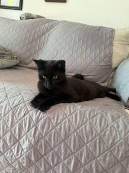 Rescue Domestic Short Hair Cats for Adoption in Miami, Florida - Lysandra | PetCurious