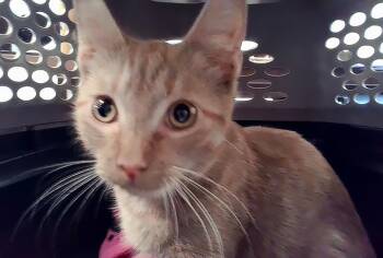 Carmilla Carmine -  Domestic Short Hair Cat for Adoption in Nashville, Tennessee - Carmilla Carmine | PetCurious