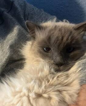 Siamese and Domestic Long Hair Cats Available for Adoption - Tomaz | PetCurious