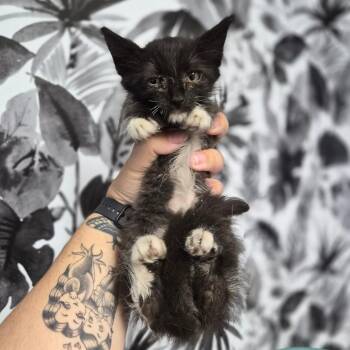 Countess Olaf -  Domestic Medium Hair Cat for Adoption in Wahiawa, Hawaii - Countess Olaf | PetCurious