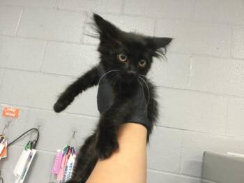 A1919699 -  Domestic Short Hair Cat for Adoption in Thousand Palms, California - A1919699 | PetCurious