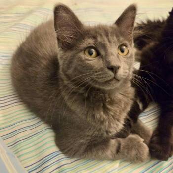 Glacier -  Domestic Short Hair Cat for Adoption in Irvine, California - Glacier | PetCurious