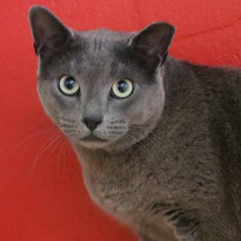 Domestic Short Hair Cats Available for Adoption - Frankie | PetCurious