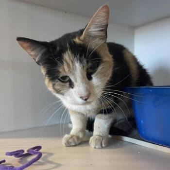 Lacey -  Domestic Short Hair Cat for Adoption in Prescott, Arizona - Lacey | PetCurious