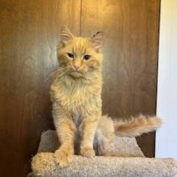Domestic Long Hair Cats Available for Adoption in Clawson, Michigan - Simon | PetCurious