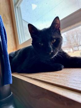 Domestic Short Hair Cats Available for Adoption - Velvet | PetCurious