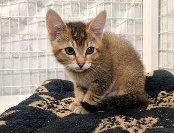 Kerri & Kobe -  Domestic Short Hair Cat for Adoption in Kirkland, Washington - Kerri & Kobe | PetCurious