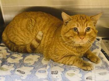 Domestic Short Hair Cats Available for Adoption - TIPTOE | PetCurious