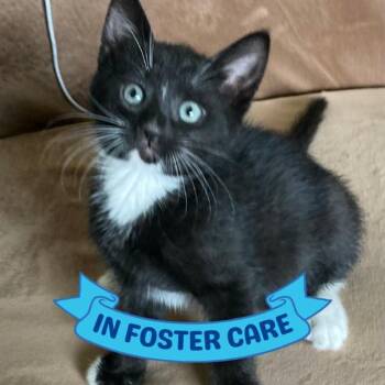 ROMEO -  Domestic Short Hair Cat for Adoption in Tallahassee, Florida - ROMEO | PetCurious