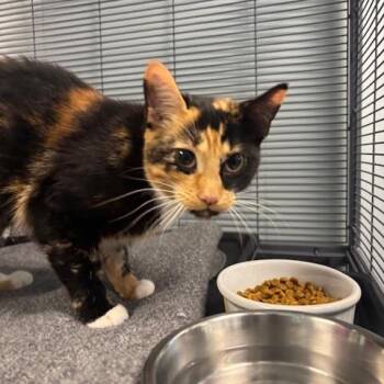 Friday -  Domestic Short Hair Cat for Adoption in Mooresville, North Carolina - Friday | PetCurious