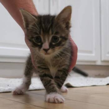 Ziggy -  Domestic Short Hair Cat for Adoption - Ziggy | PetCurious