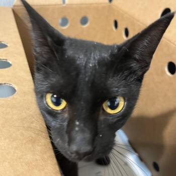 Domestic Short Hair Cats Available for Adoption in Tampa, Florida - Princesa | PetCurious