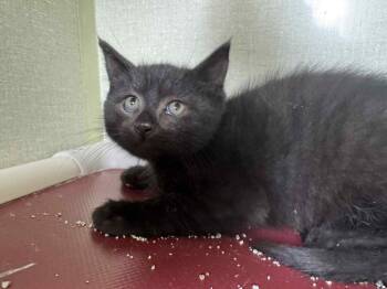 Rescue Domestic Short Hair Cats for Adoption in Marion, Ohio - Perpetrator | PetCurious