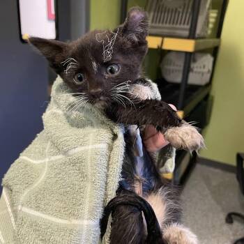 Singe -  Domestic Short Hair Cat for Adoption in Port Charlotte, Florida - Singe | PetCurious