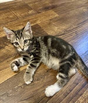 Cooper (pre adopt) -  Domestic Short Hair Cat for Adoption in Fort Worth, Texas - Cooper (pre Adopt) | PetCurious