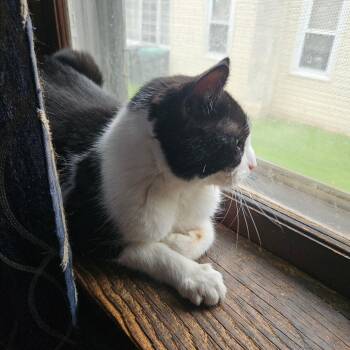 Eclipse -  Domestic Short Hair Cat for Adoption in Ringtown, Pennsylvania - Eclipse | PetCurious