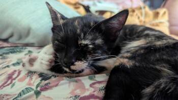 Pepper -  Domestic Short Hair Cat for Adoption in Lunenburg, Massachusetts - Pepper | PetCurious