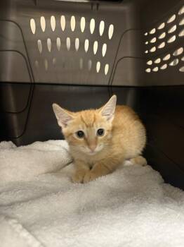 A1939276 -  Domestic Short Hair Cat for Adoption in Thousand Palms, California - A1939276 | PetCurious