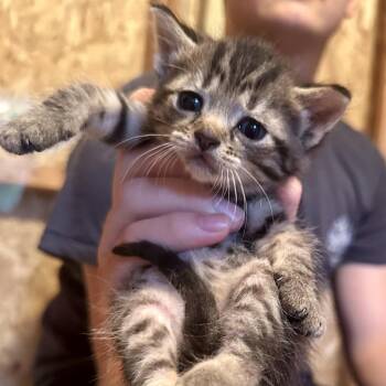Gemini -  Domestic Short Hair Cat for Adoption in Saratoga Springs, New York - Gemini | PetCurious