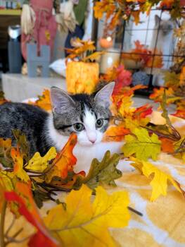 Hannah -  Domestic Short Hair Cat for Adoption in Lacon, Illinois - Hannah | PetCurious